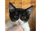 Ramsey Domestic Shorthair Kitten Male