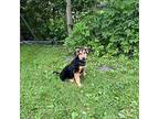 Floyd Aussiedoodle Young Male