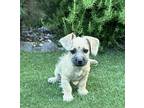 Starburst Terrier (Unknown Type, Small) Puppy Female