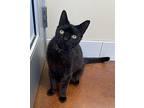 Panther Domestic Shorthair Young Male