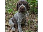 German Wirehaired Pointer Puppy for sale in Abbeville, SC, USA