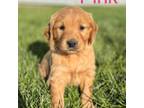 Golden Retriever Puppy for sale in Inwood, IA, USA