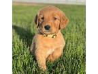 Golden Retriever Puppy for sale in Inwood, IA, USA