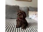 Shih Tzu Puppy for sale in Puyallup, WA, USA