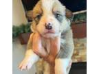 Pembroke Welsh Corgi Puppy for sale in Stockton, IA, USA
