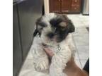 Shih Tzu Puppy for sale in Madera, CA, USA