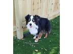 Buddy Australian Shepherd Adult Male