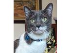 Sylvia Domestic Shorthair Senior Female