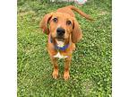 Red Hound (Unknown Type) Puppy Male