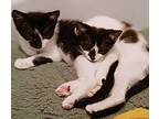 Jack & Jill (BONDED) Domestic Shorthair Kitten Male