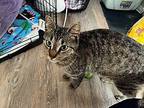 Violet Domestic Shorthair Young Female