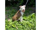 UNO American Pit Bull Terrier Young Male