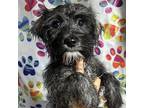 Coral Schnauzer (Miniature) Puppy Female