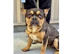 Chester French Bulldog Adult Male