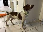 Vlogger German Shorthaired Pointer Male