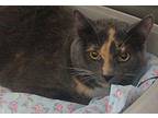 Noodles Domestic Shorthair Young Female