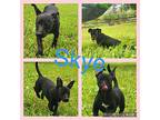 Sky Miniature Pinscher Puppy Female