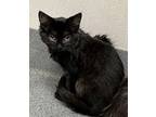 Baron Domestic Mediumhair Kitten Male