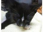 R2 Domestic Shorthair Kitten Male