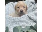 Golden Retriever Puppy for sale in Gladstone, VA, USA