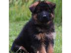German Shepherd Dog Puppy for sale in Culpeper, VA, USA