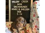 Dachshund Puppy for sale in Sand Springs, OK, USA