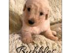 Goldendoodle Puppy for sale in Opelousas, LA, USA