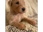 Goldendoodle Puppy for sale in Opelousas, LA, USA