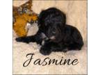 Jasmine