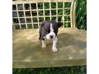 Boston Terrier Puppy for sale in Trempealeau, WI, USA