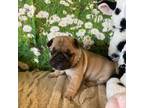 French Bulldog Puppy for sale in Saint Louis, MO, USA