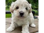 Maltipoo Puppy for sale in Edgar Springs, MO, USA