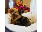 Yorkshire Terrier Puppy for sale in Pulaski, MS, USA