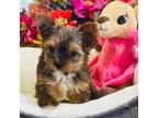 Yorkshire Terrier Puppy for sale in Pulaski, MS, USA