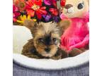 Yorkshire Terrier Puppy for sale in Pulaski, MS, USA