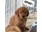 Golden Retriever Puppy for sale in Earling, IA, USA