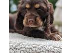 Cocker Spaniel Puppy for sale in North Rose, NY, USA