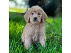 Goldendoodle Puppy for sale in Franklinton, LA, USA