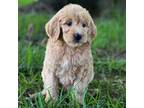 Goldendoodle Puppy for sale in Franklinton, LA, USA