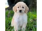 Goldendoodle Puppy for sale in Franklinton, LA, USA