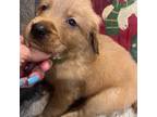 Golden Retriever Puppy for sale in Simi Valley, CA, USA