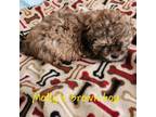 Shih-Poo Puppy for sale in Asheville, NC, USA