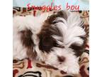 Shih-Poo Puppy for sale in Asheville, NC, USA