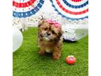 Zuchon Puppy for sale in Elroy, WI, USA