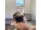 Pug Puppy for sale in Fairfield, CA, USA