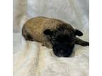 Schnauzer (Miniature) Puppy for sale in Stilwell, OK, USA