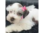 Schnauzer (Miniature) Puppy for sale in Dublin, GA, USA