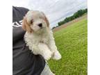 Cavapoo Puppy for sale in Thorp, WI, USA