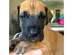 Great Dane Puppy for sale in Cecilia, KY, USA