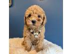Poodle (Toy) Puppy for sale in Carteret, NJ, USA